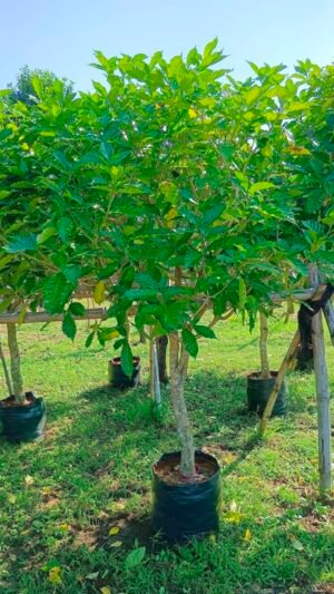 พุดกุหลาบ หน้า 3 นิ้ว สูง 2 เมตร