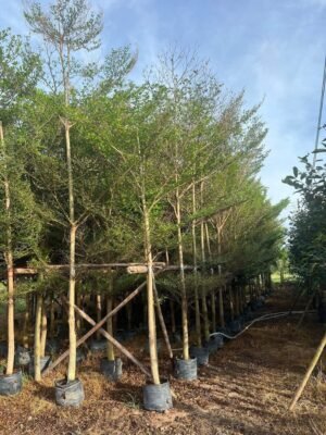 หูกระจง หน้า 2 นิ้ว สูง 3-4 เมตร